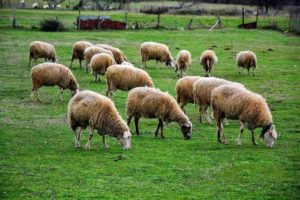Read more about the article Προϋπόθεση η ύπαρξη ζωικού κεφαλαίου σε νέους κτηνοτρόφους