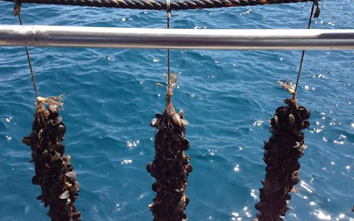 You are currently viewing Τροπολογίες Λιβανού: Πότε απαγορεύονται οι μηχανότρατες – οι όροι αλιείας για το συμιακό γαριδάκι