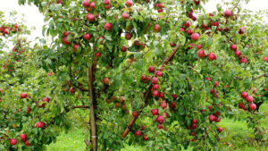 Read more about the article Το αραίωμα των μήλων