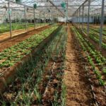Επιδότηση έως 65% για νέες επενδύσεις στη μεταποίηση τροφίμων – αγροτικών προϊόντων